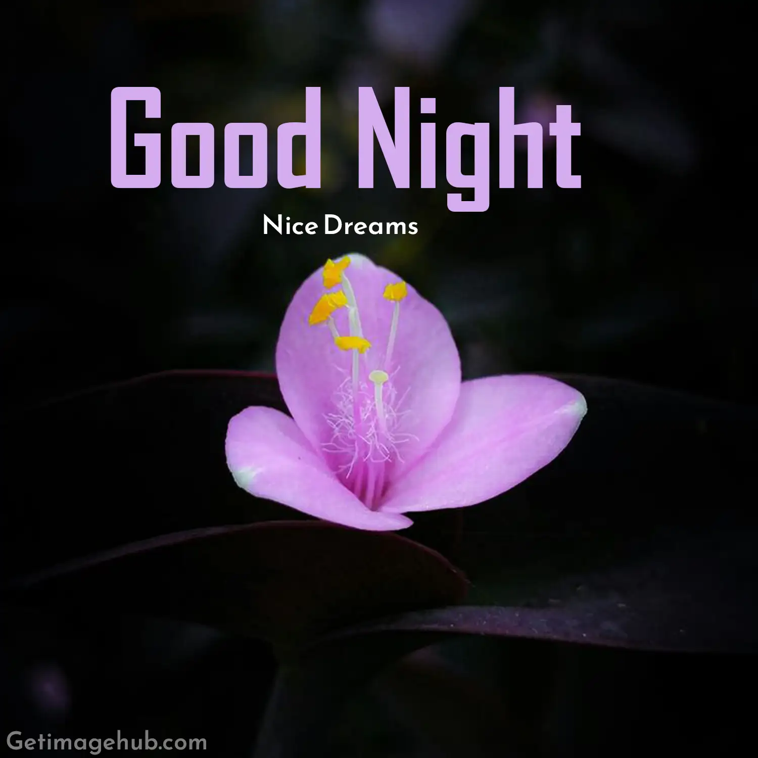 Best Good Night Flower Pic