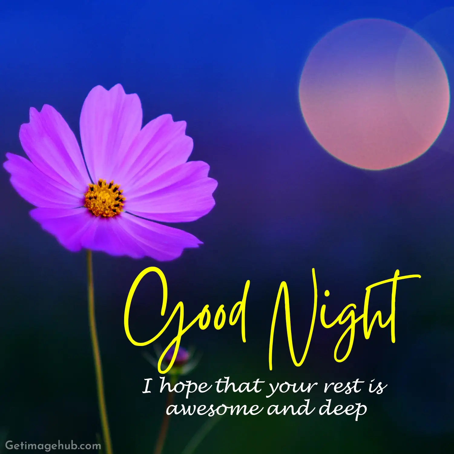 Best Flower Good Night Pic