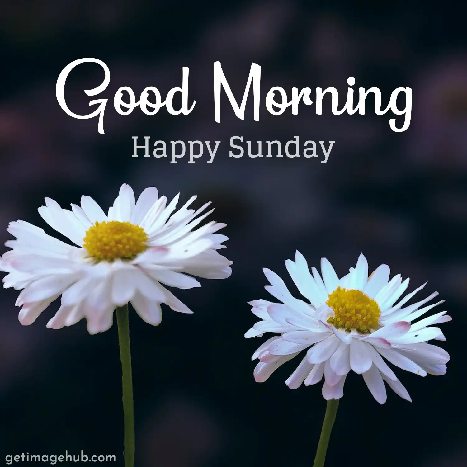 Best Happy Sunday Image