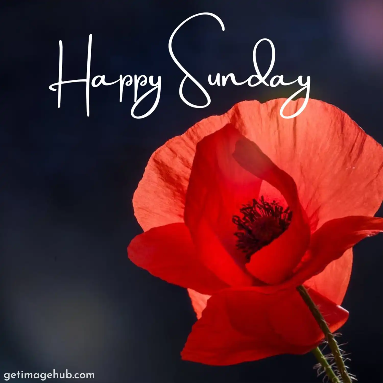 Best Happy Sunday