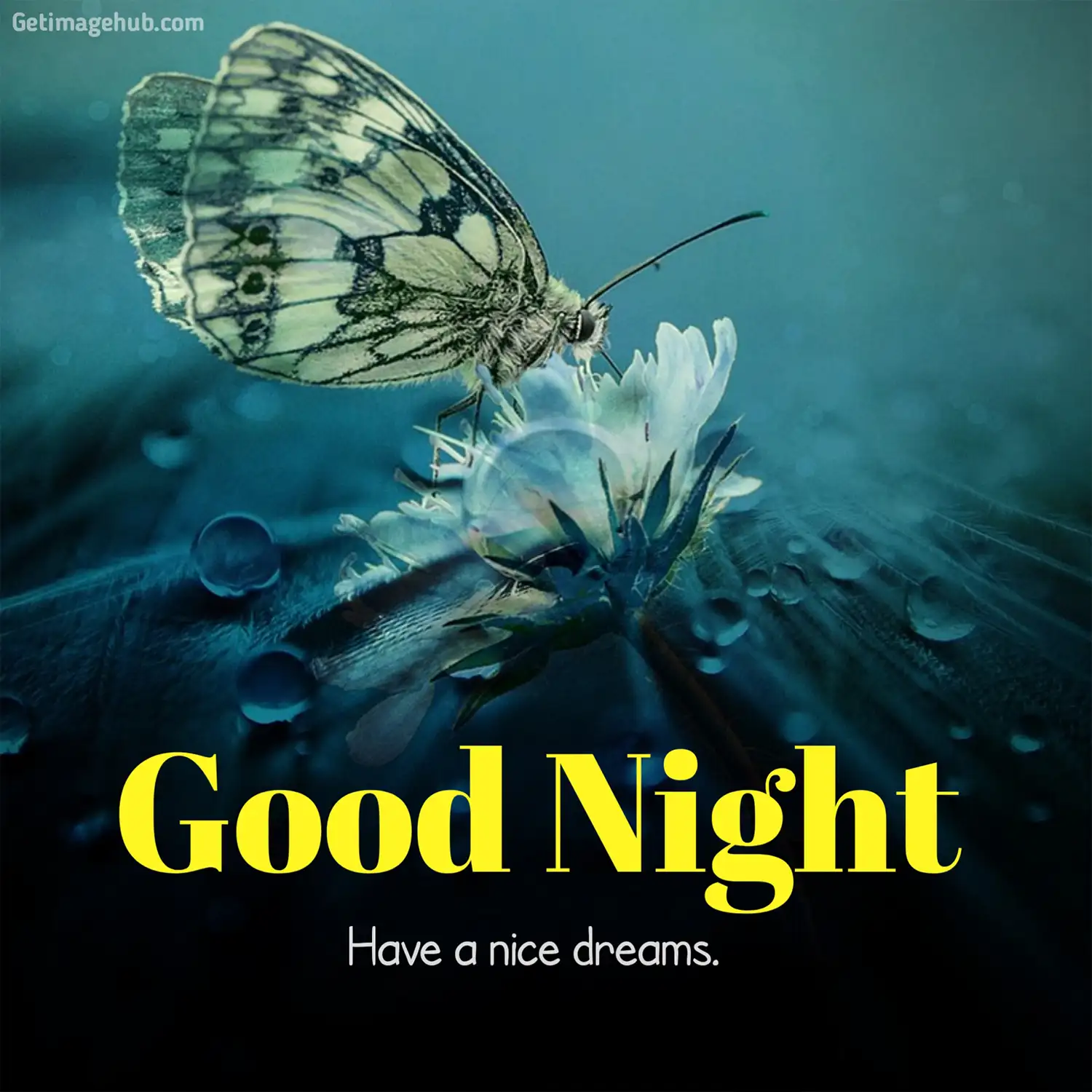 Flower Good Night Picture