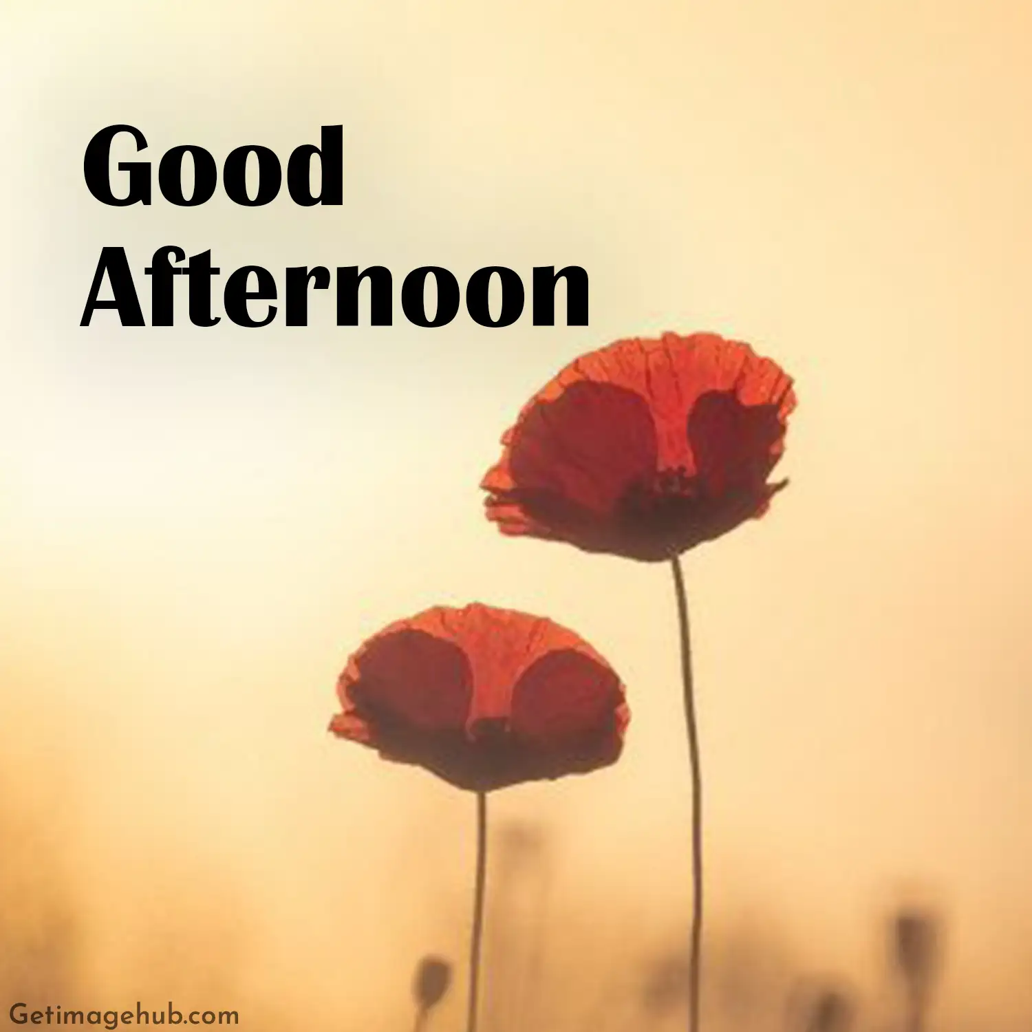 Good Afternoon Images