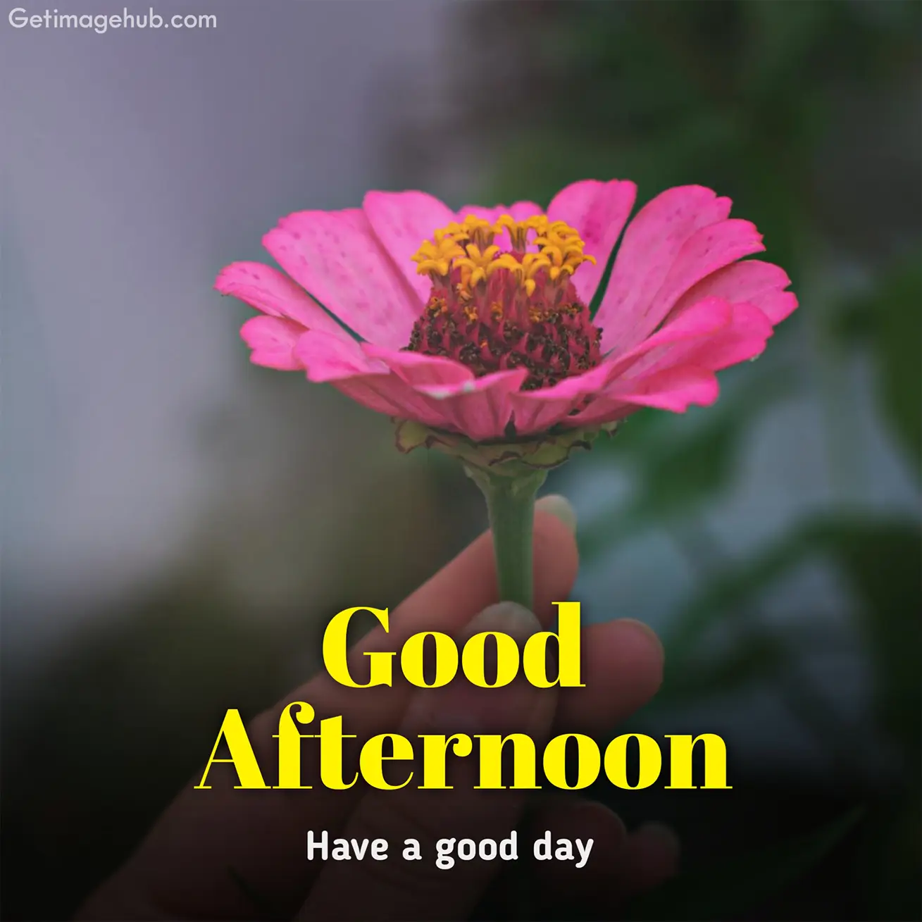 Good Afternoon Photo HD