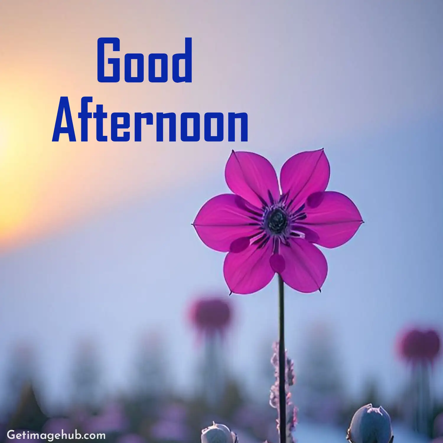 Good Afternoon Images with Beautiful Flowers, Good Afternoon Picture