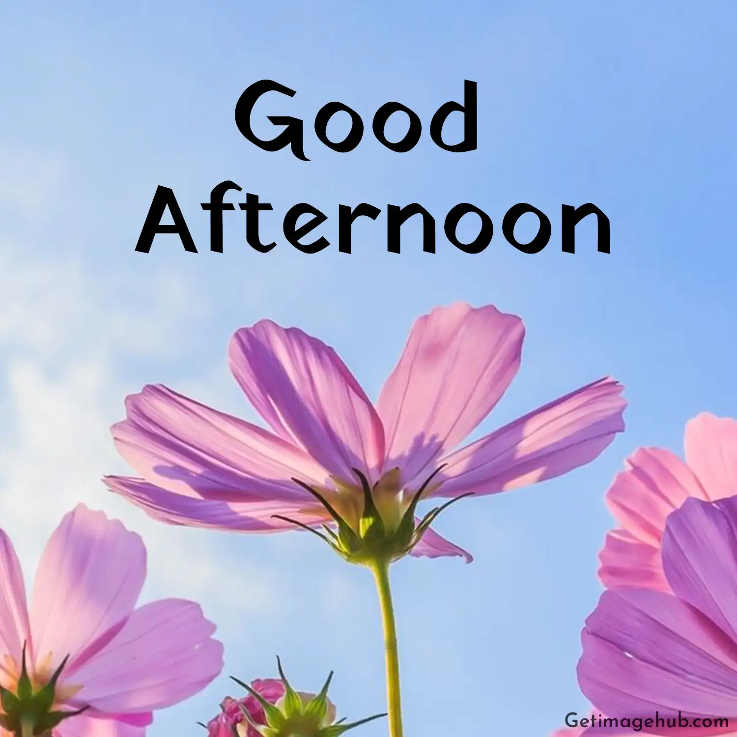 Good Afternoon Picture Images