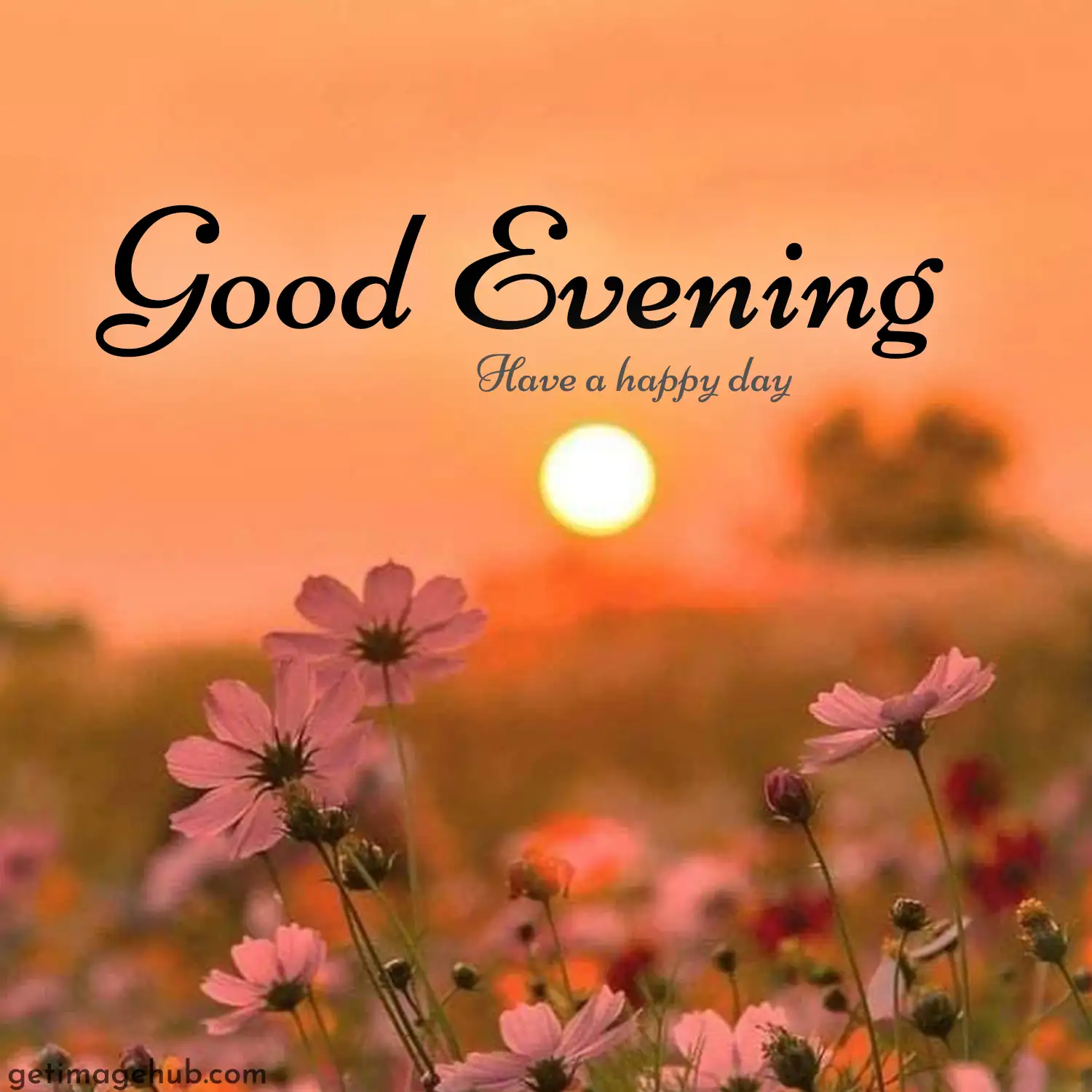Good Evening Photos