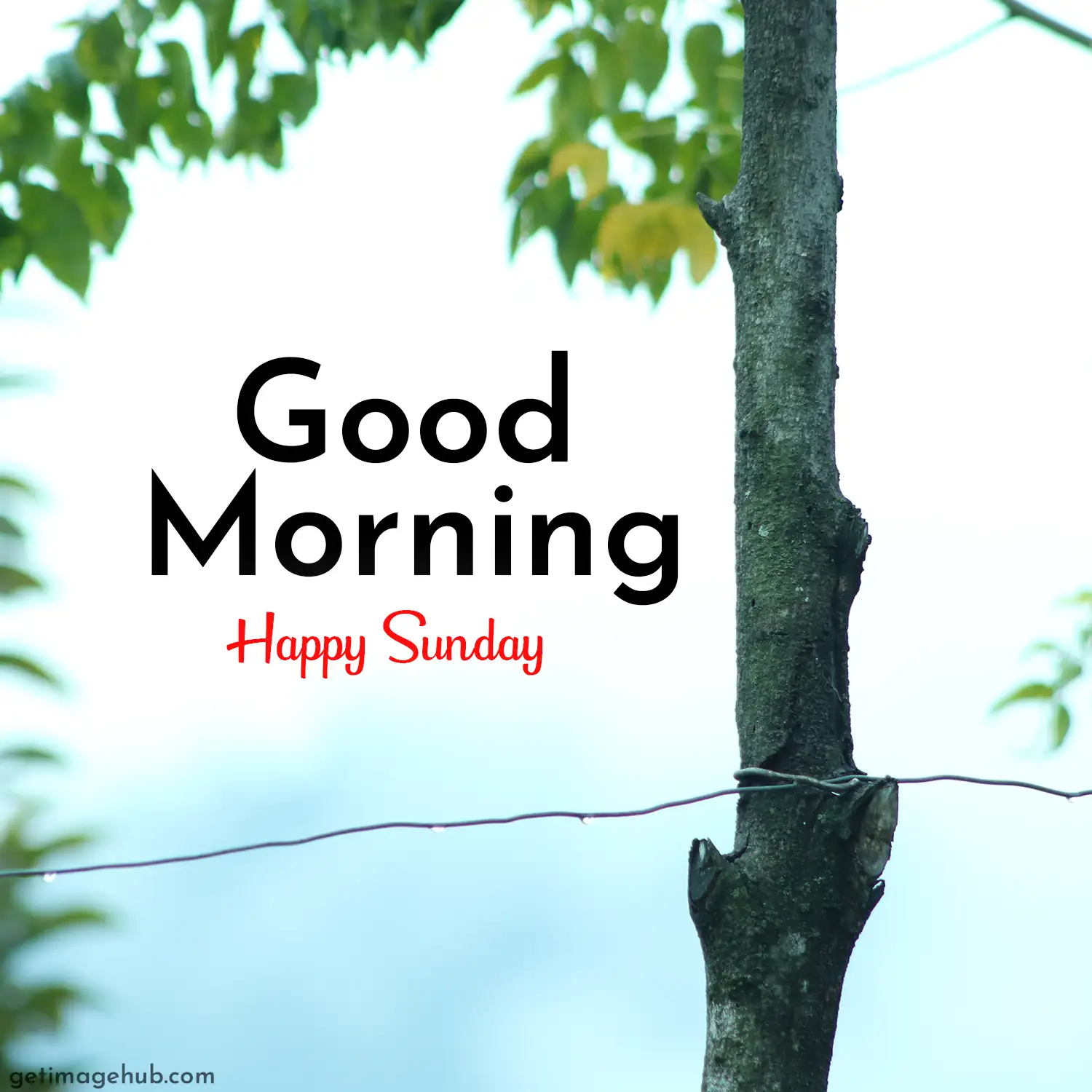 Good Morning Happy Sunday