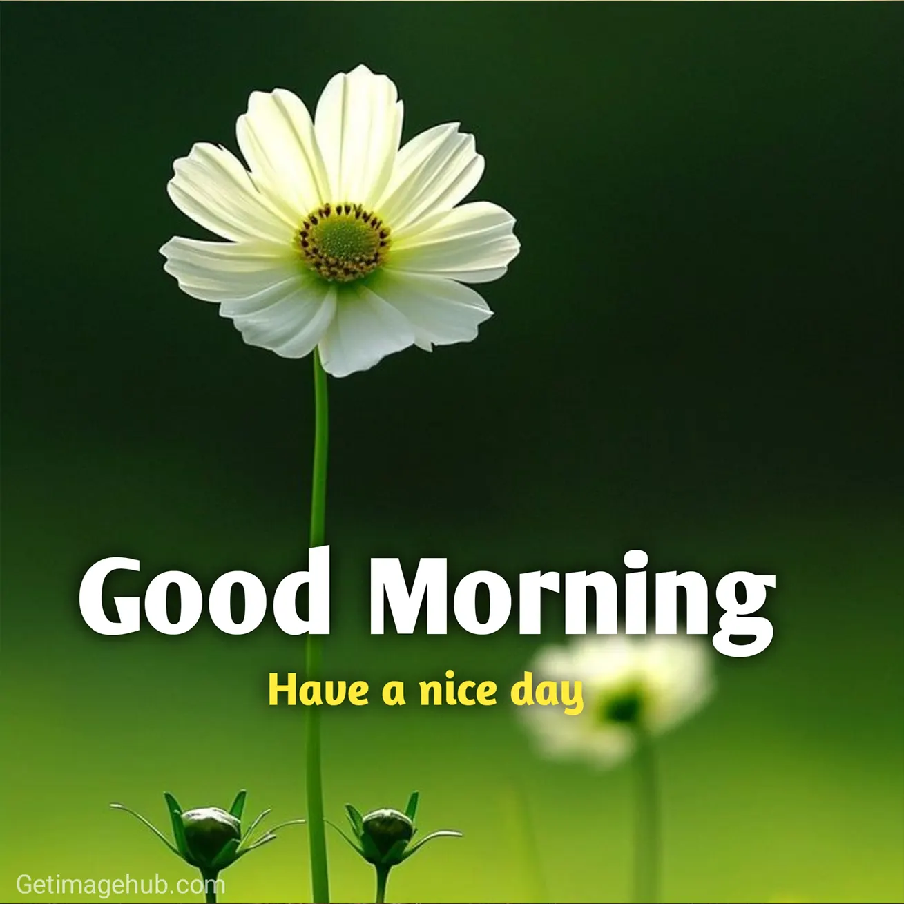 Good Morning Image New