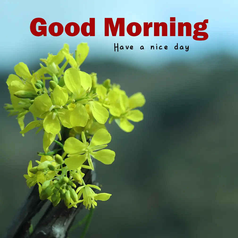 Good Morning Images HD