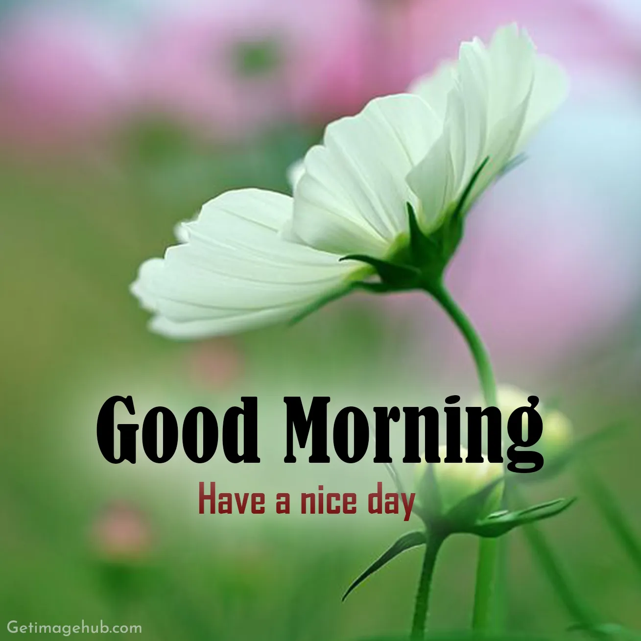 Good Morning Images HD