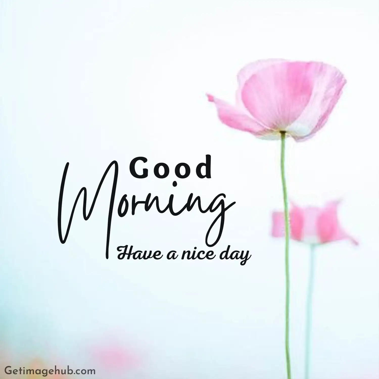 Good Morning Images Pic