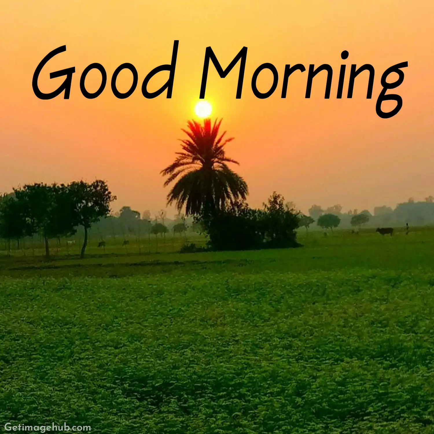 Good Morning Images