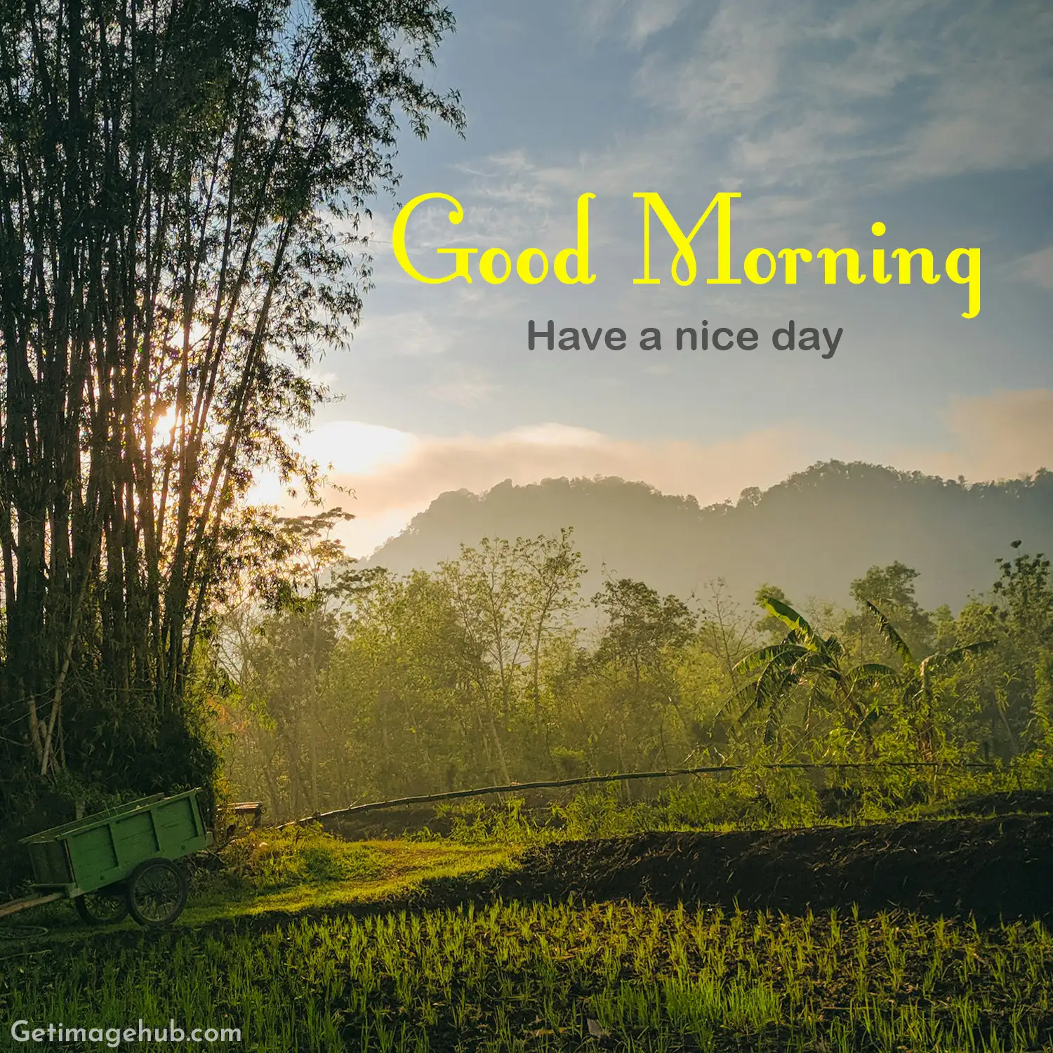 Good Morning Natures Images