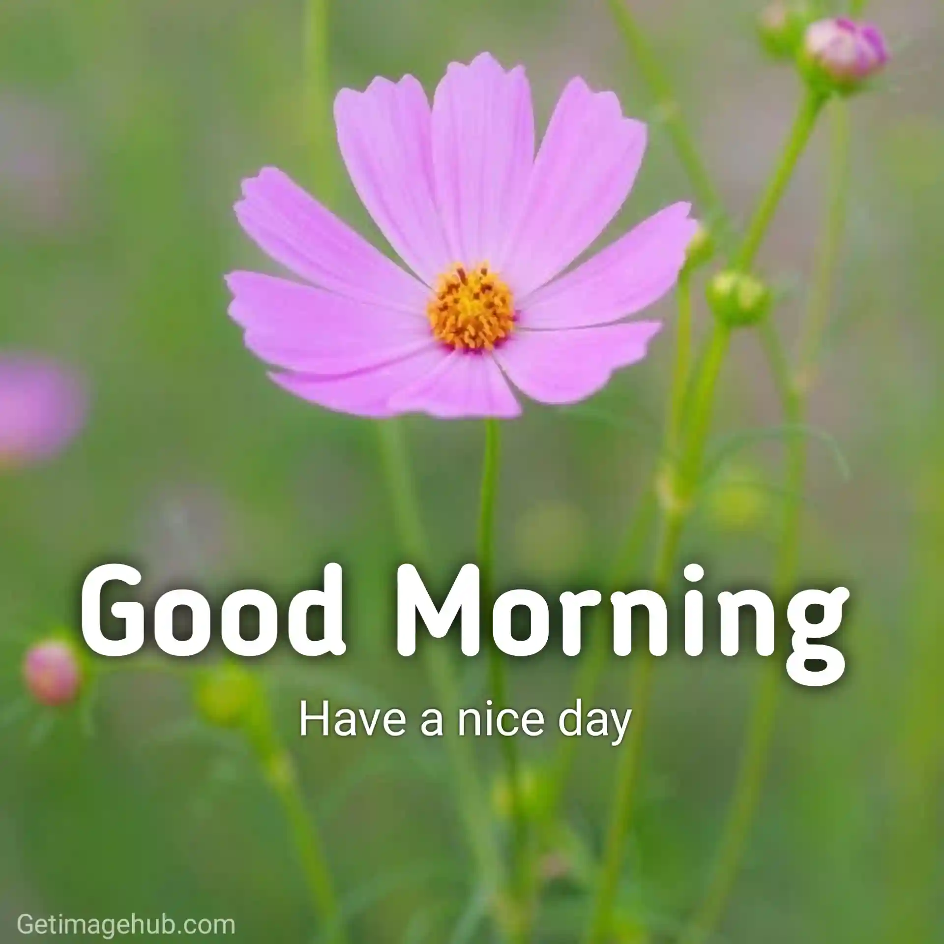 Good Morning Pic New 2024