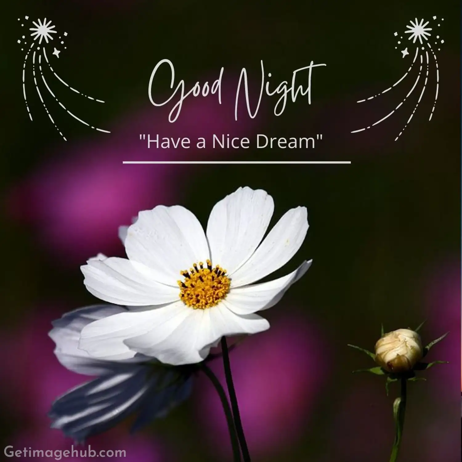 Good Night Pic with Flower