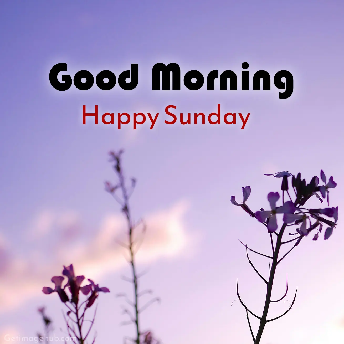 Good Morning Sunday Pic