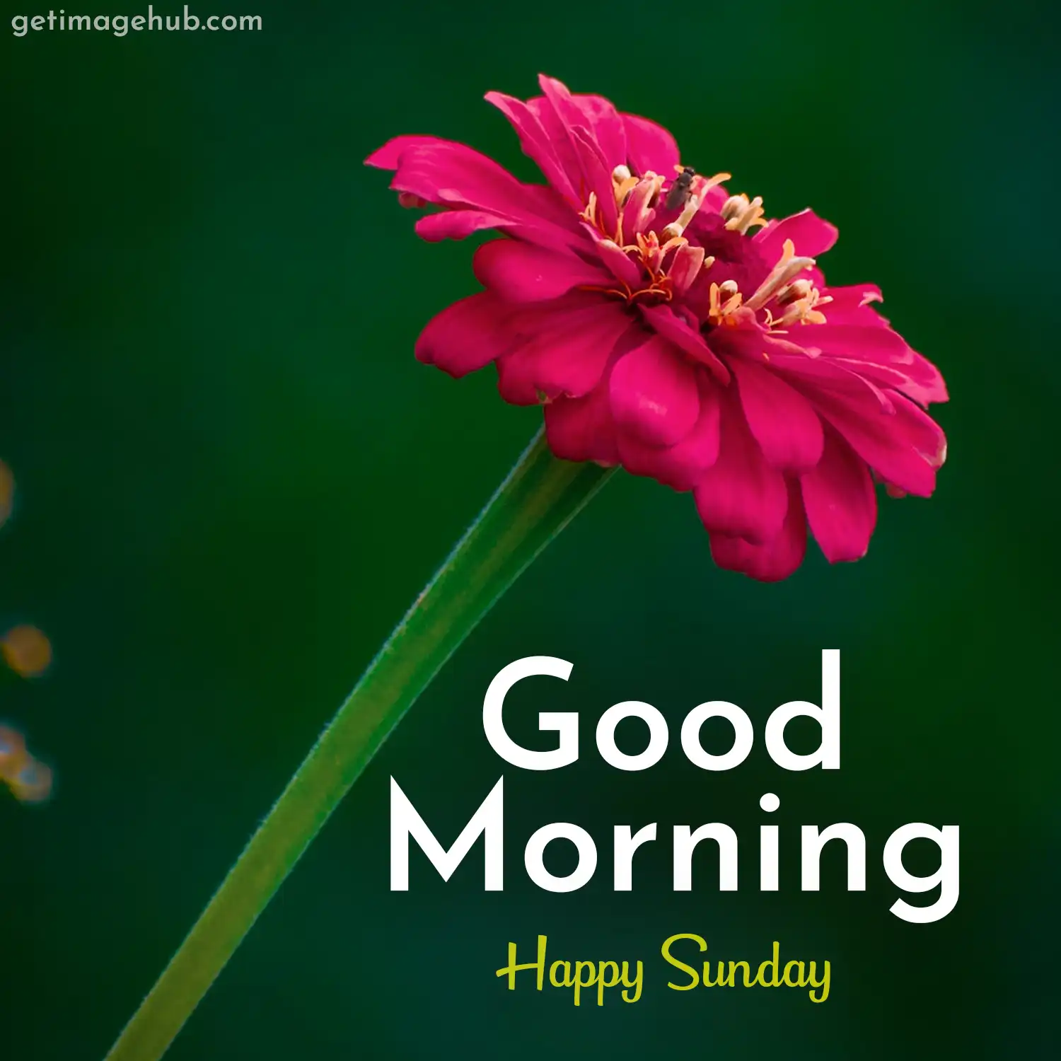 Good Morning Sunday Pic
