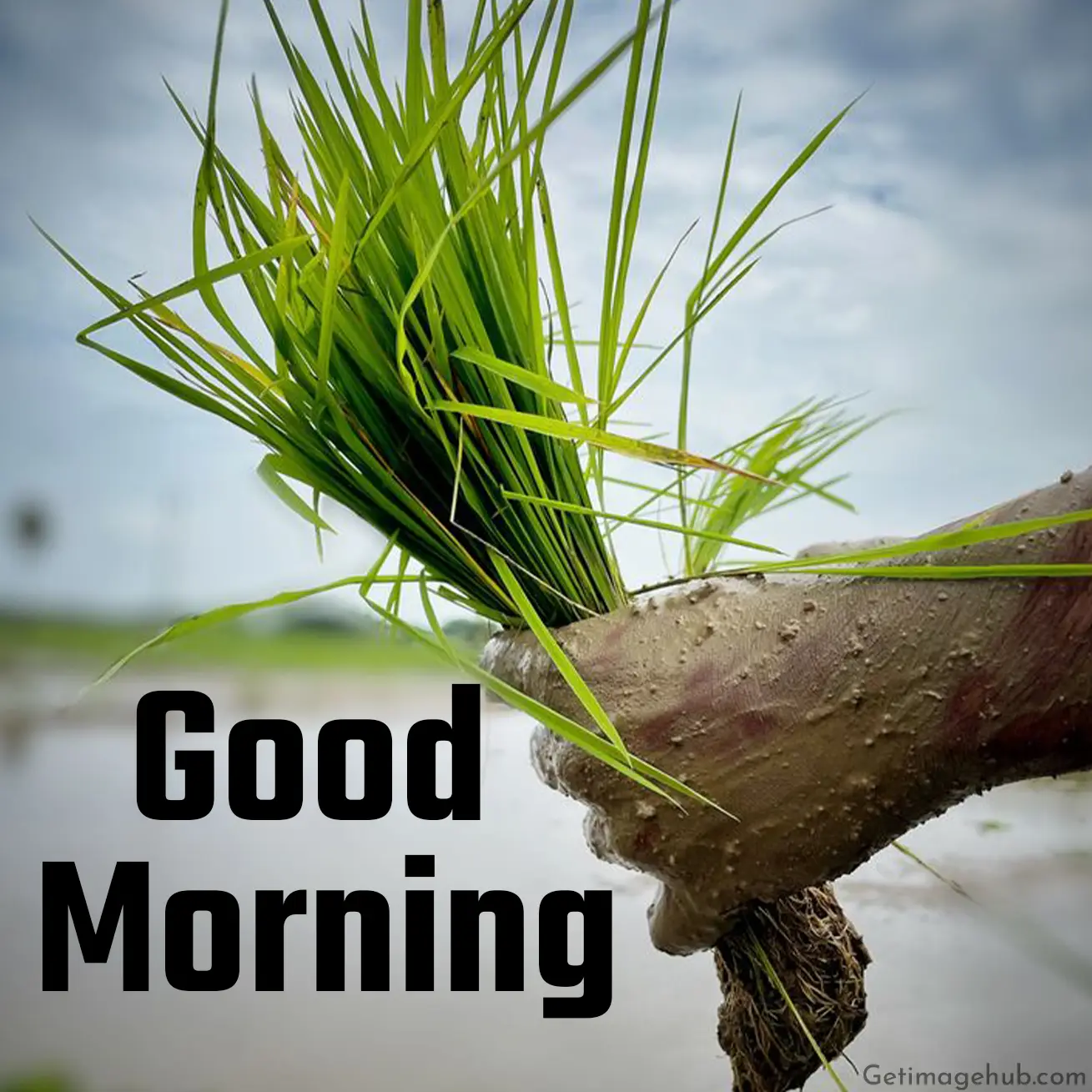 Good Morning Village Image
