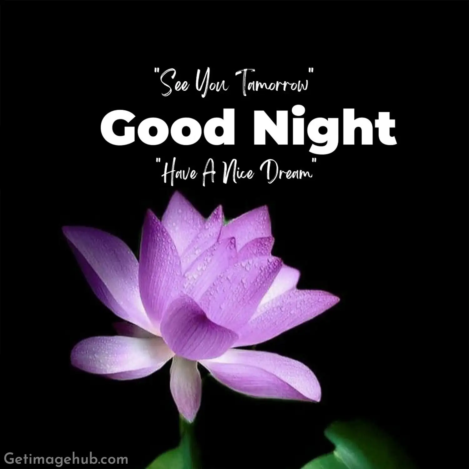 Good Night Flower Image