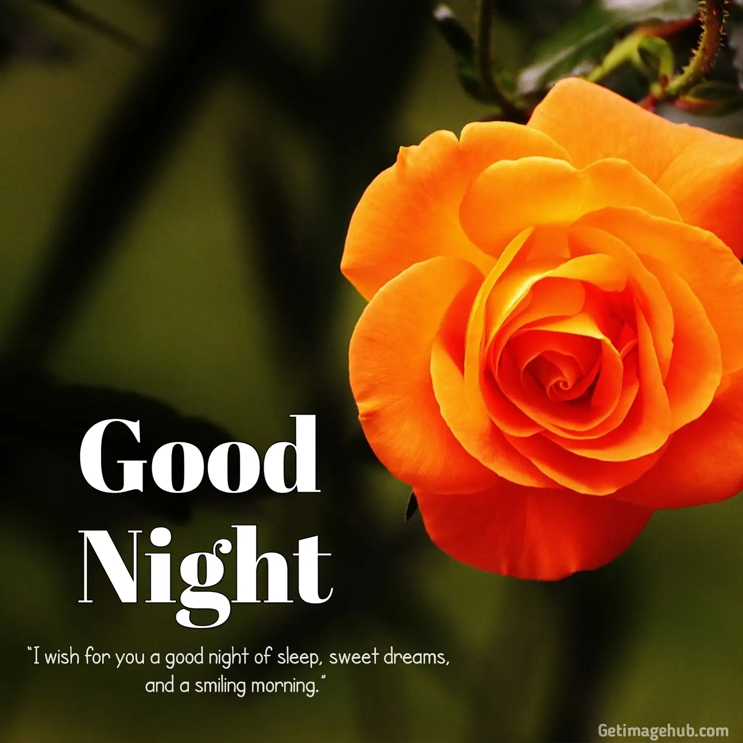 Good Night Flower Image