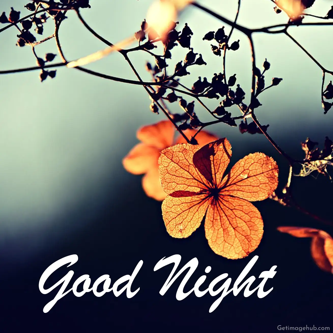 Good Night Flower Images HD