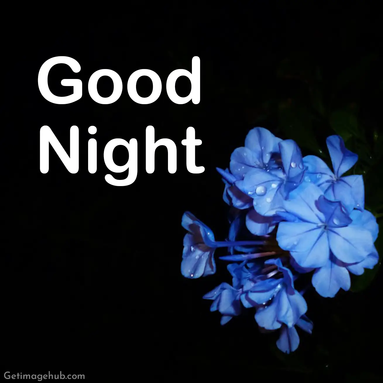 Good Night Flower Images HD