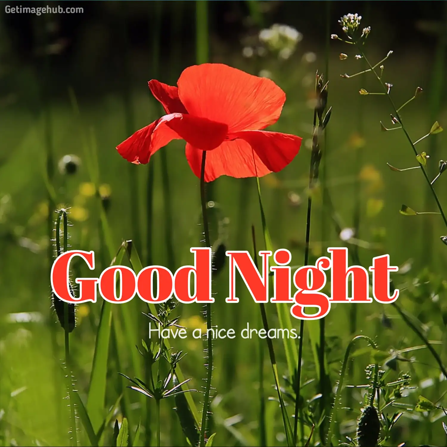 Good Night Flower Photos