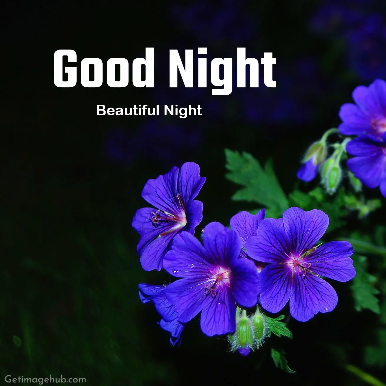 Good Night Flower Pic