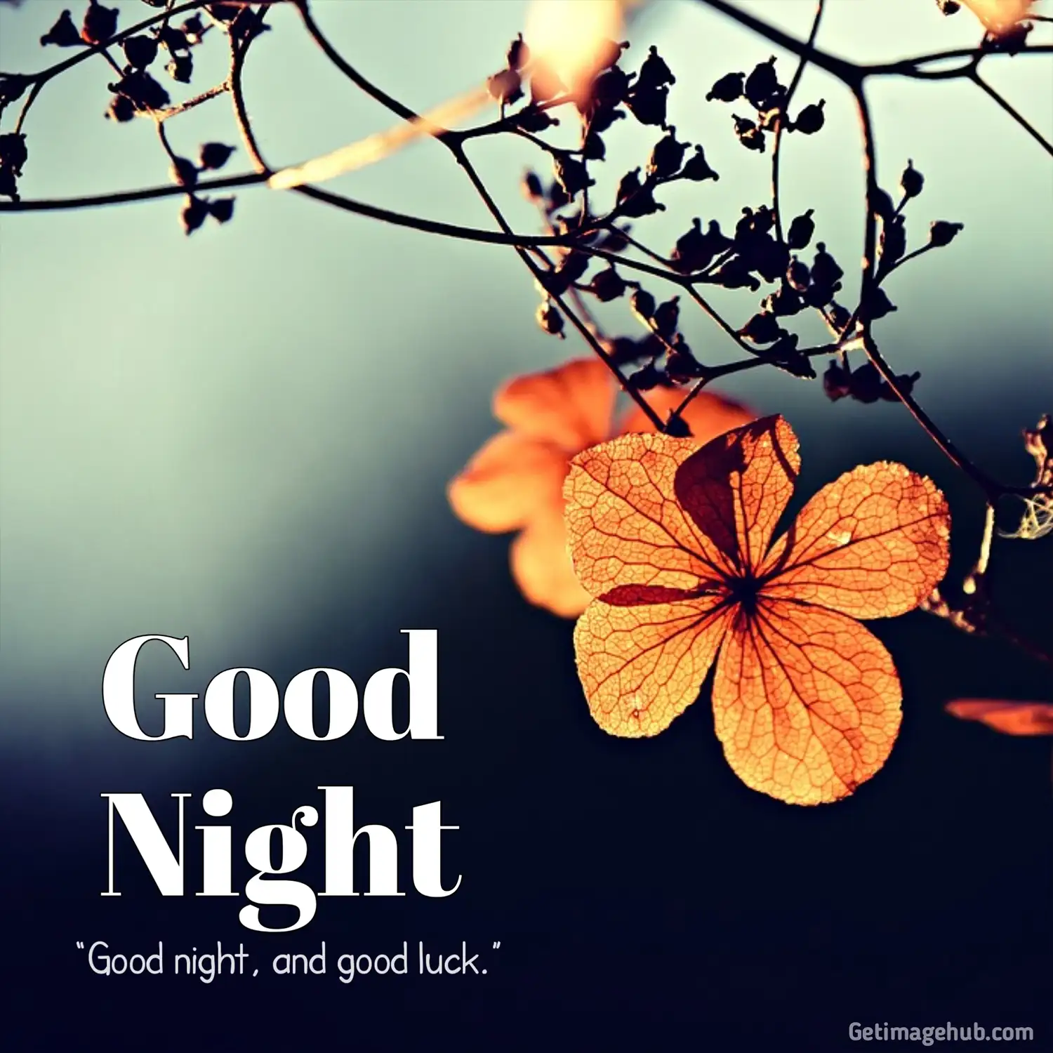 Good Night Flower Pic