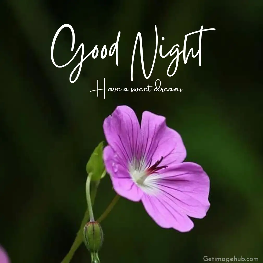 Good Night Images with Flower