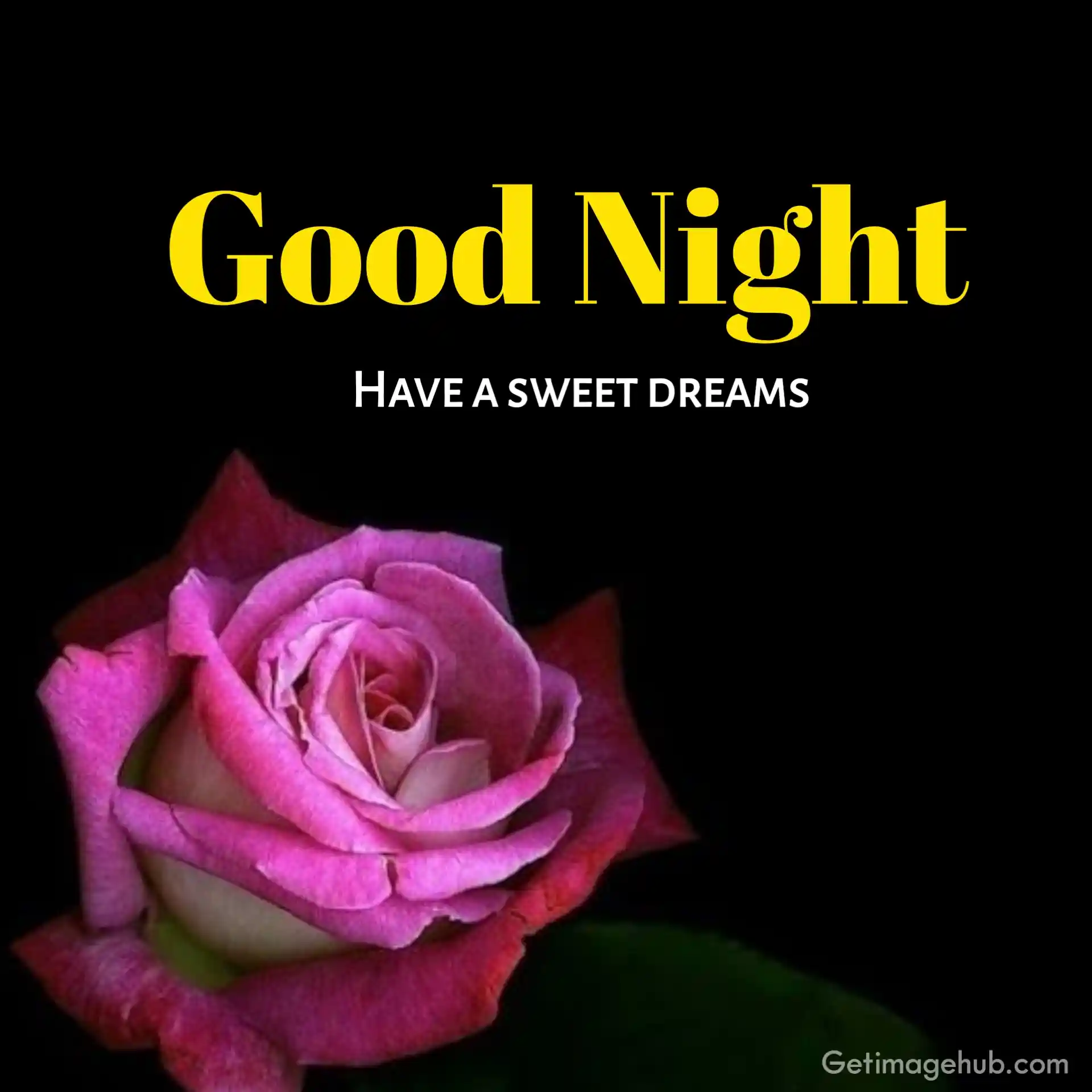 Good Night Rose Flower