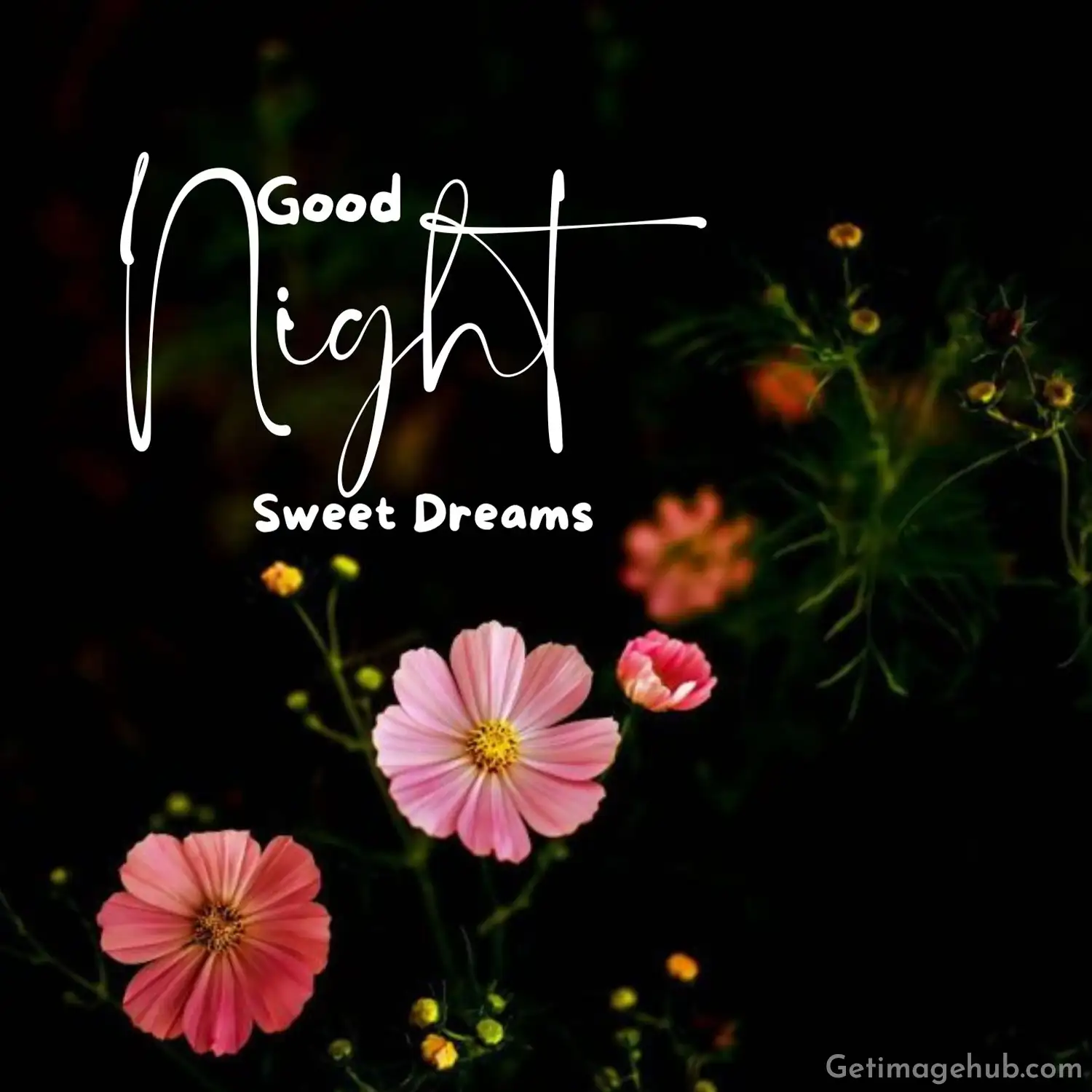 Good Night Flower Picture