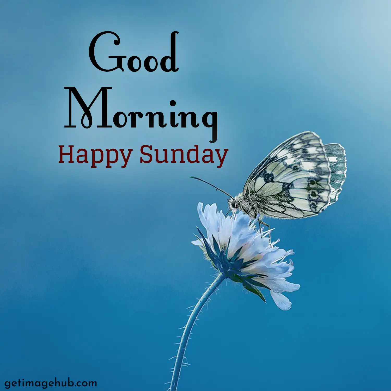 Happy Sunday Good Morning Image
