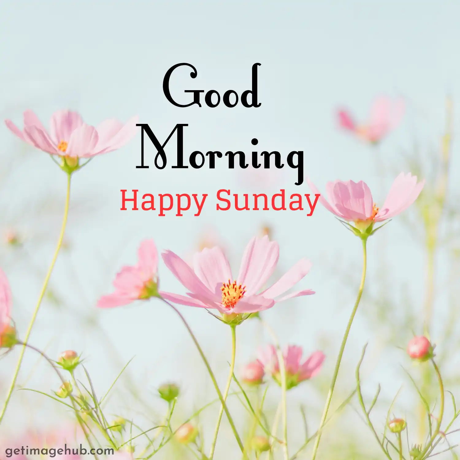 Happy Sunday Image