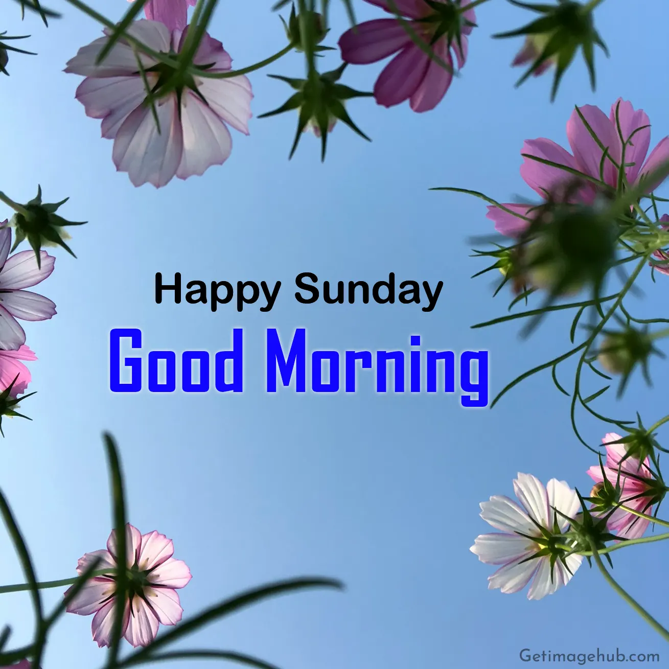 Happy Sunday Morning Pic