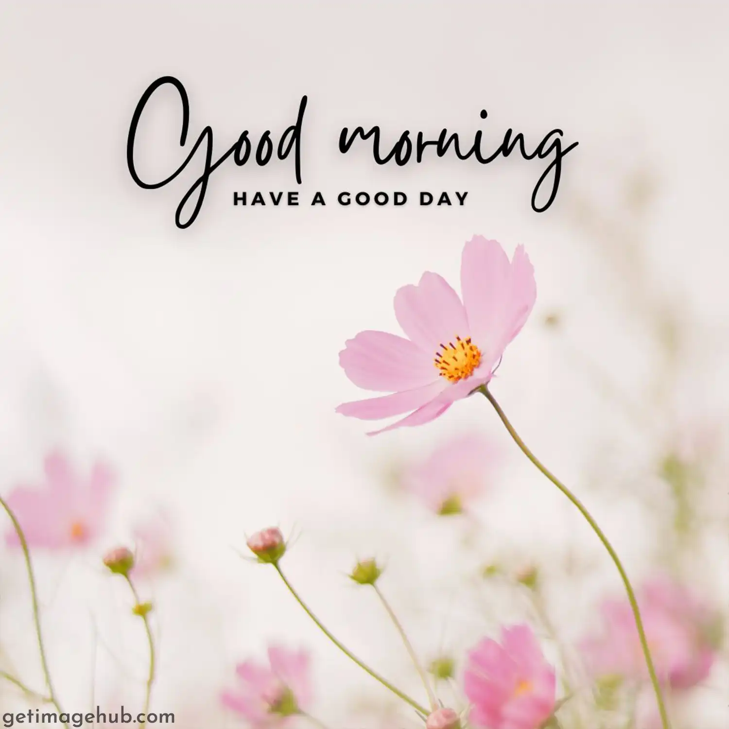 Happy Sunday Pic