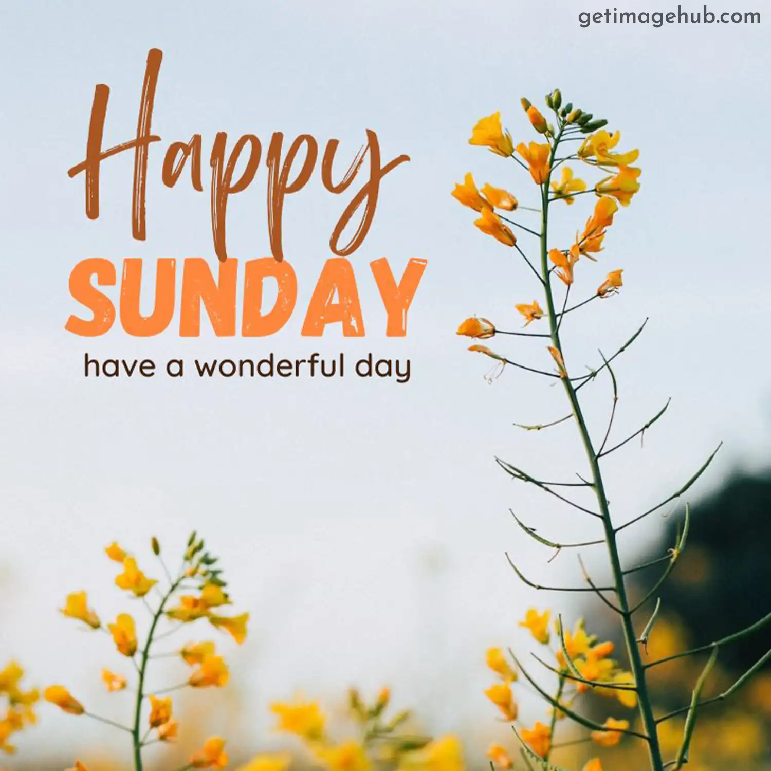 Happy Sunday Picture