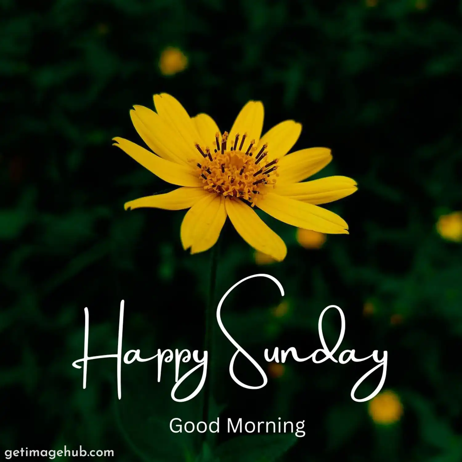 Happy Sunday with Flower Image