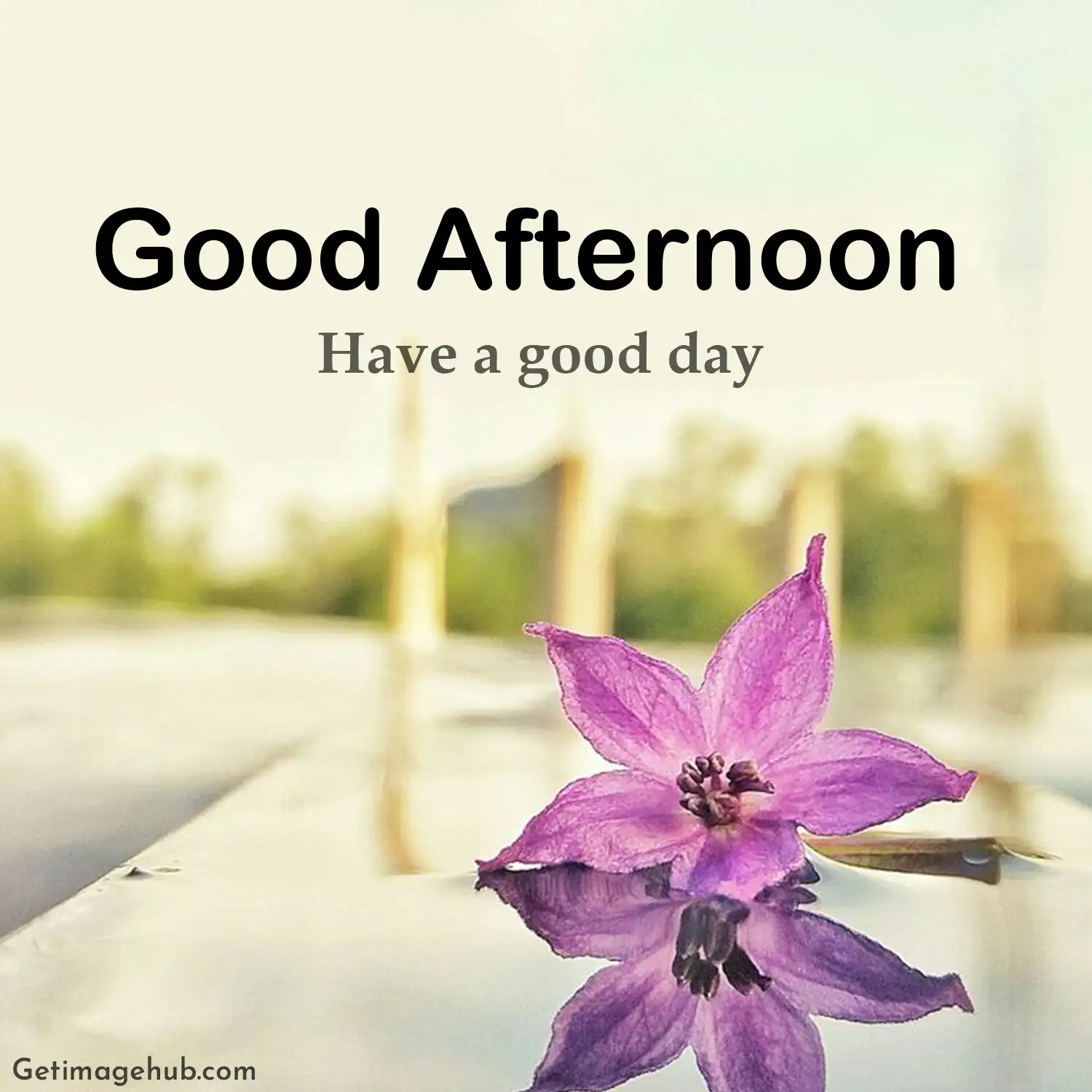 New Good Afternoon Pic