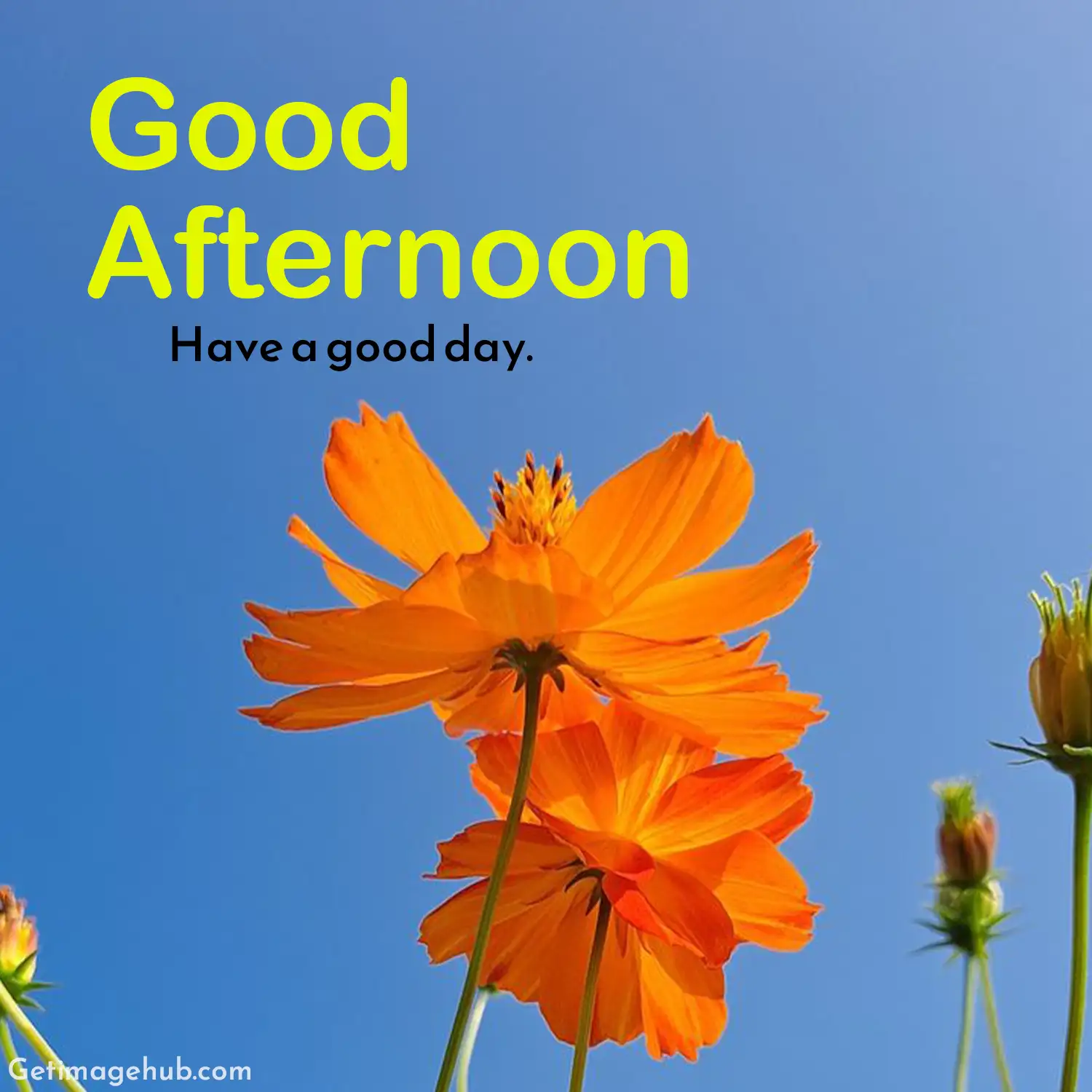 New Good Afternoon Pic