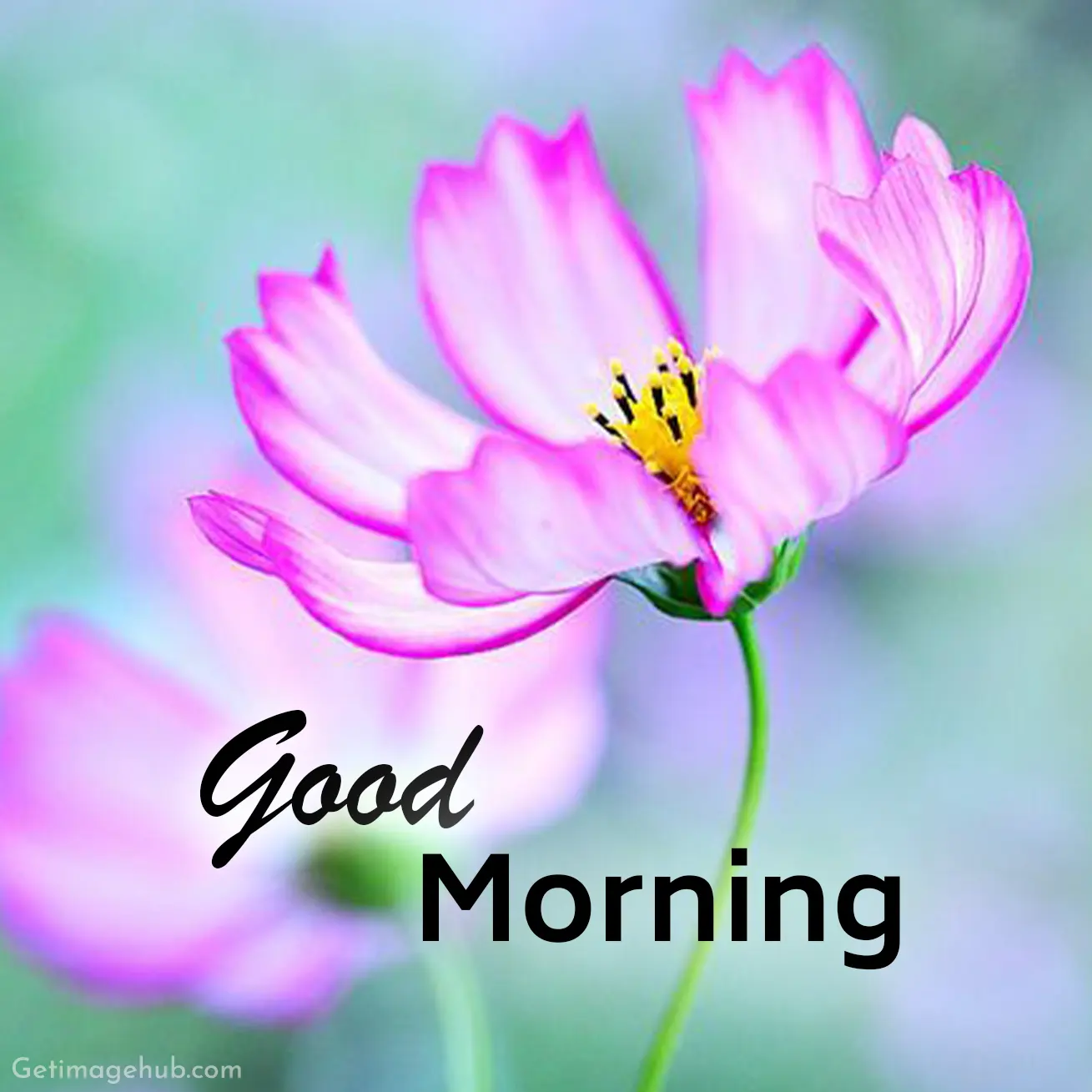 New Good Morning Images