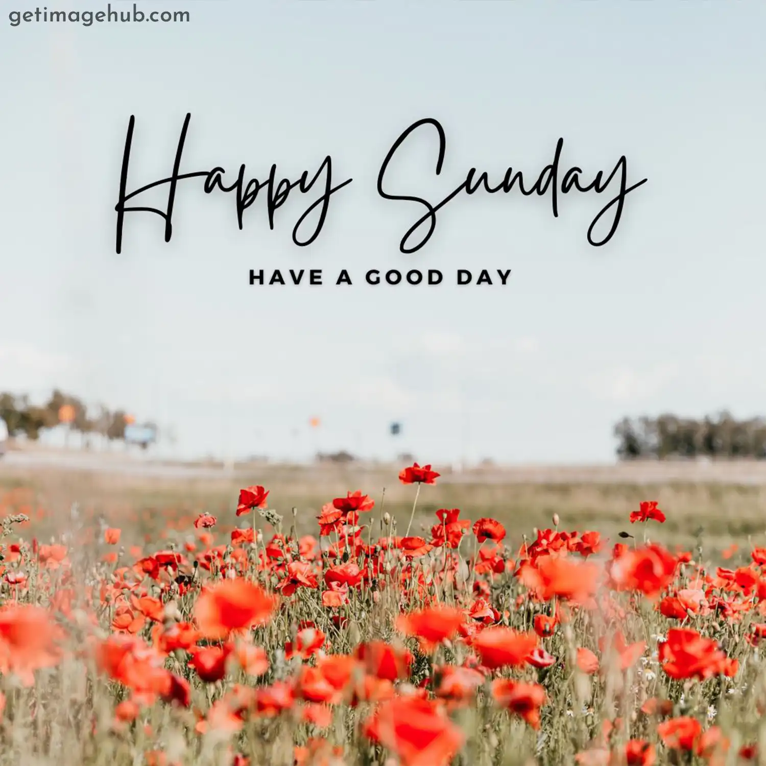 Sunday Good Morning Pic