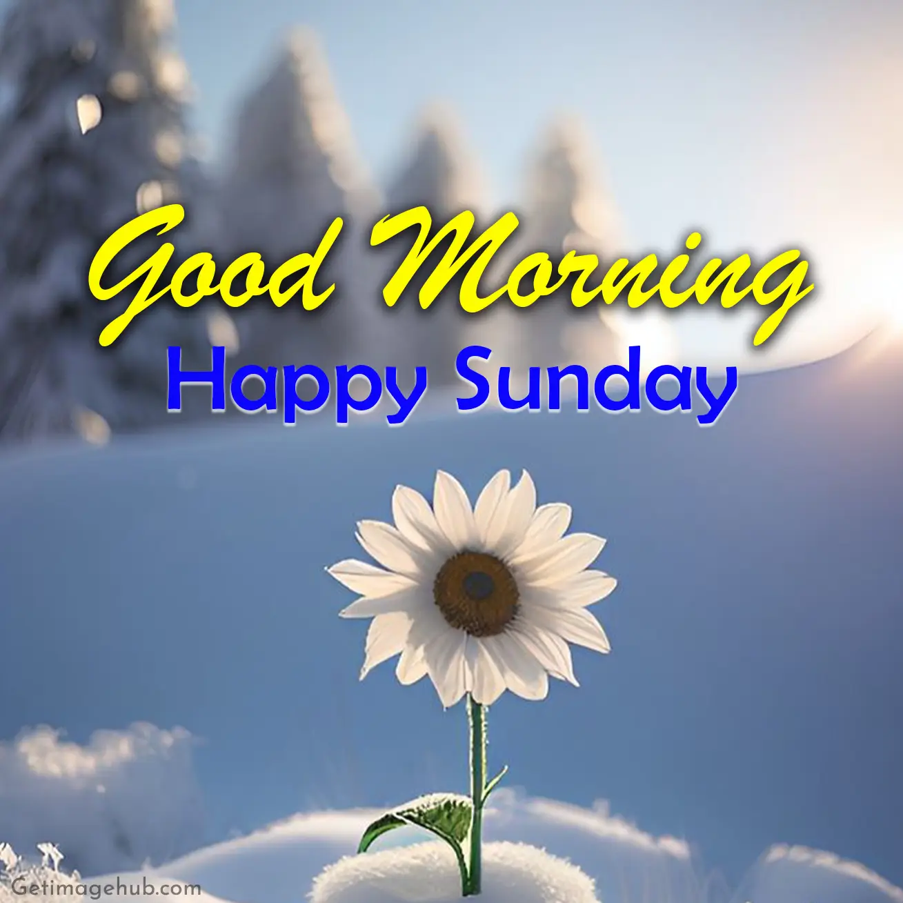 Sunday Good Morning