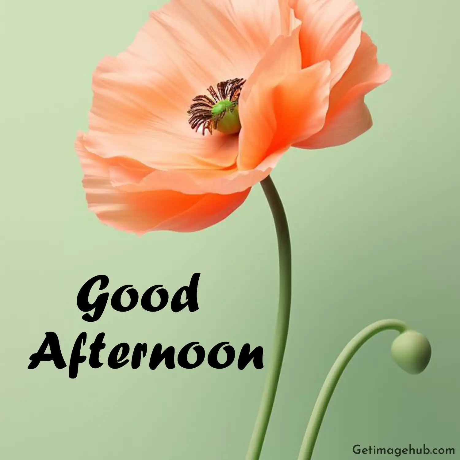 good afternoon photos