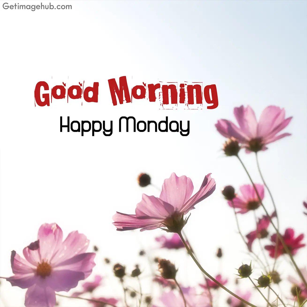 Beautiful Good Monday Flower Images