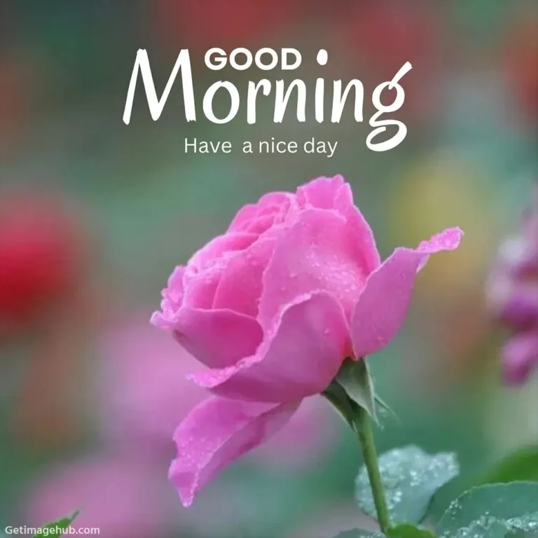 Beautiful Good Morning Rose Images