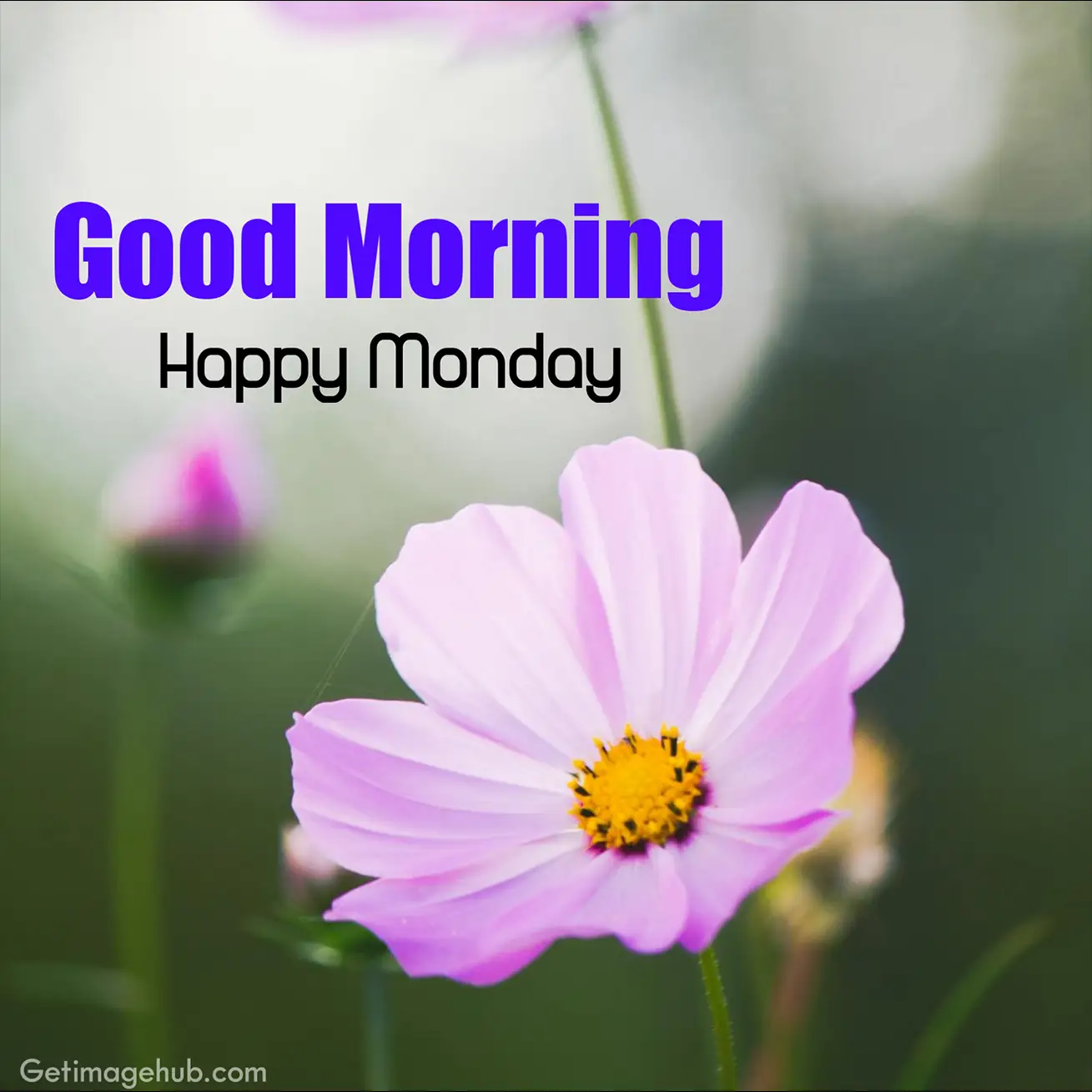 Best Good Morning Monday