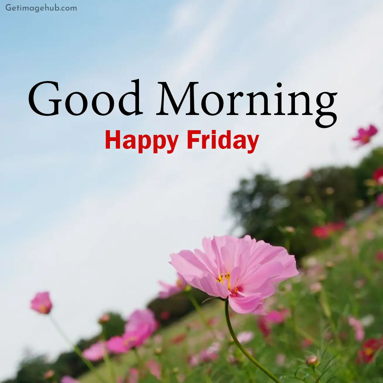 Friday Good Morning Photo