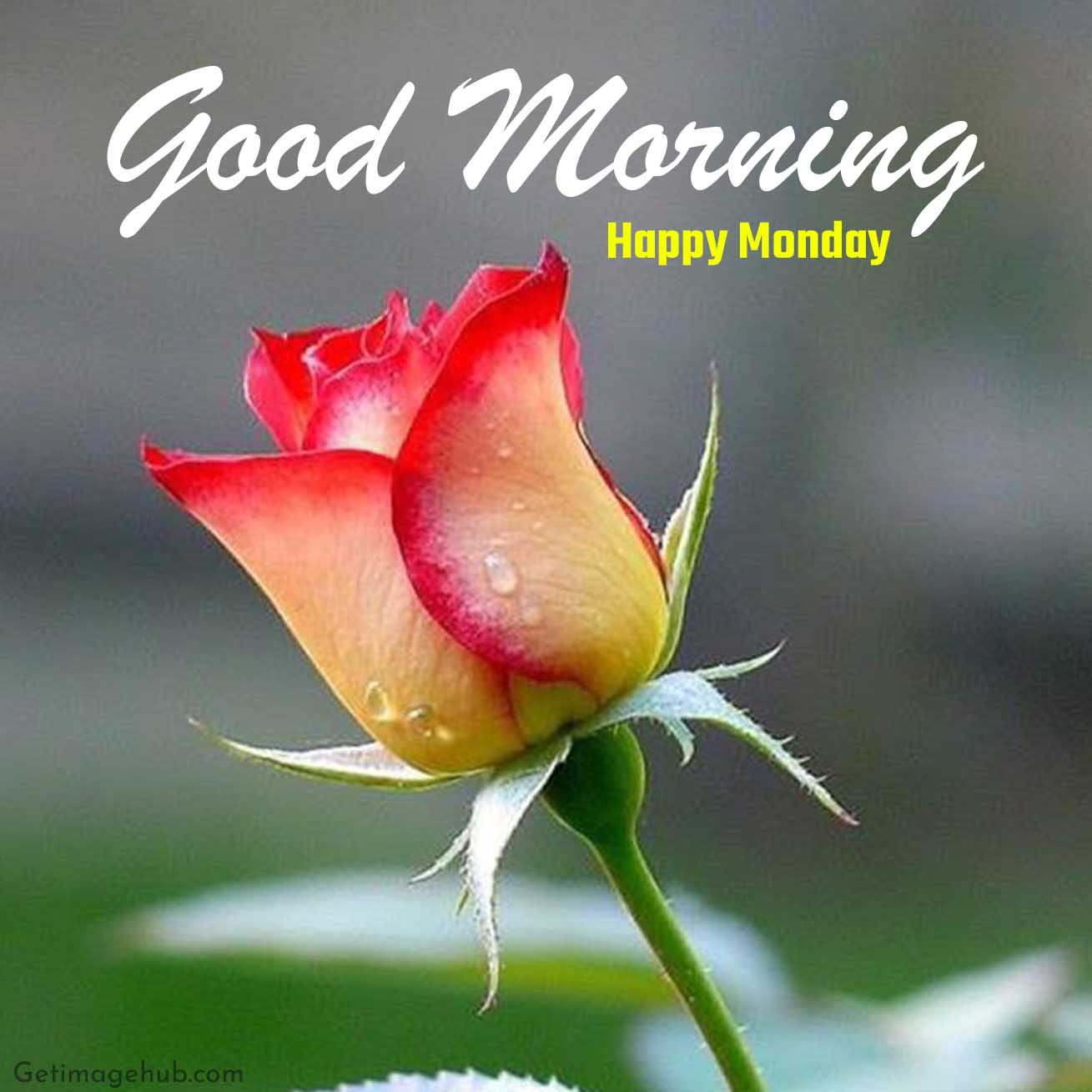 Good Morning Best Monday Pic