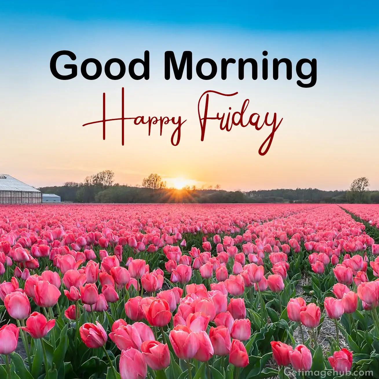 Good Morning Friday Image